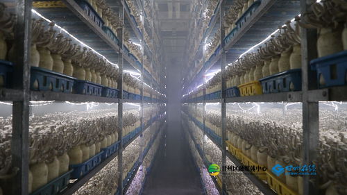 甘肃神农珍稀菇业 开工即满弦，奋力冲刺“开门红”河湖工程